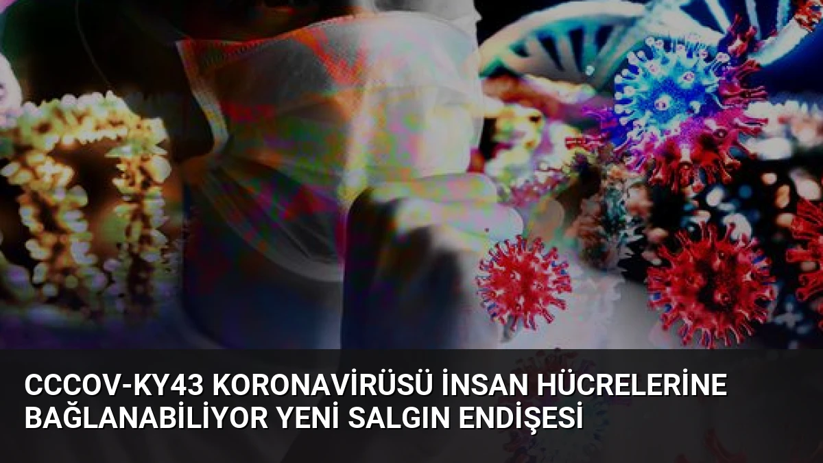 CcCoV-KY43 Koronavirüsü İnsan Hücrelerine Bağlanabiliyor Yeni Salgın Endişesi