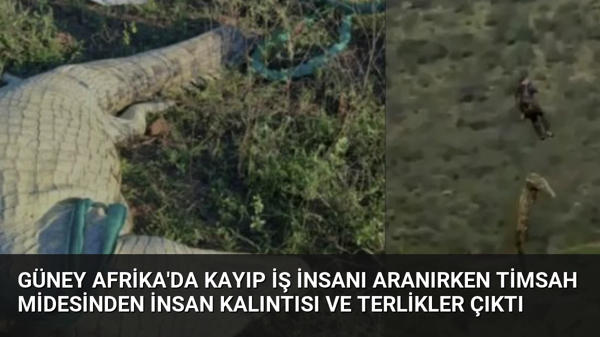 Güney Afrika’da Kayıp İş İnsanı Aranırken Timsah Midesinden İnsan Kalıntısı ve Terlikler Çıktı