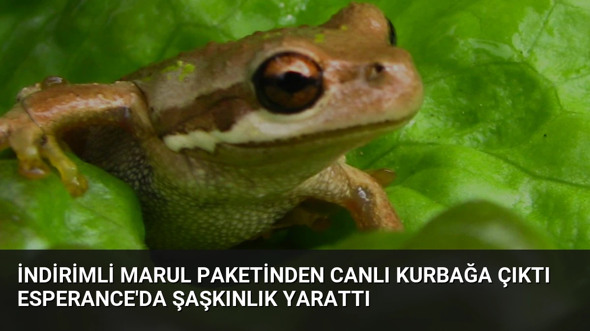 İndirimli Marul Paketinden Canlı Kurbağa Çıktı Esperance’da Şaşkınlık Yarattı