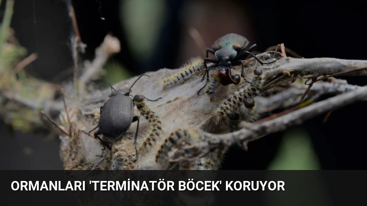 Ormanları ‘Terminatör Böcek’ Koruyor