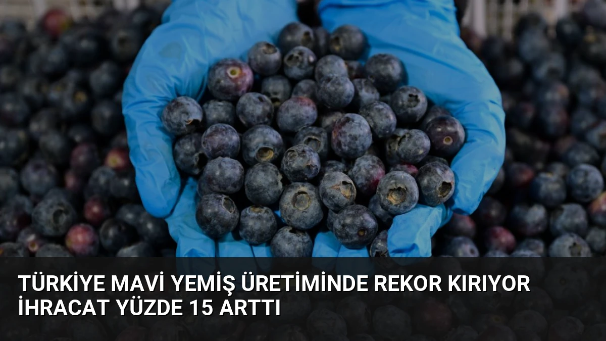 Türkiye Mavi Yemiş Üretiminde Rekor Kırıyor İhracat Yüzde 15 Arttı