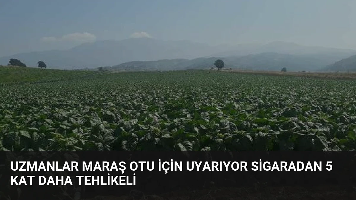 Uzmanlar Maraş Otu İçin Uyarıyor Sigaradan 5 Kat Daha Tehlikeli