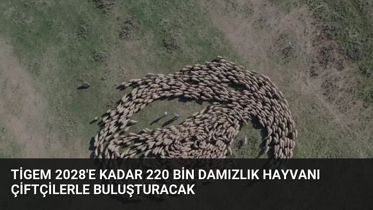 TİGEM 2028’e Kadar 220 Bin Damızlık Hayvanı Çiftçilerle Buluşturacak