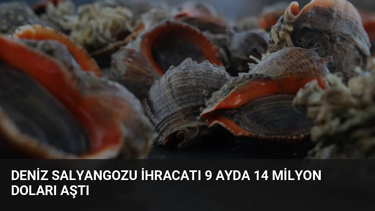 Deniz Salyangozu İhracatı 9 Ayda 14 Milyon Doları Aştı