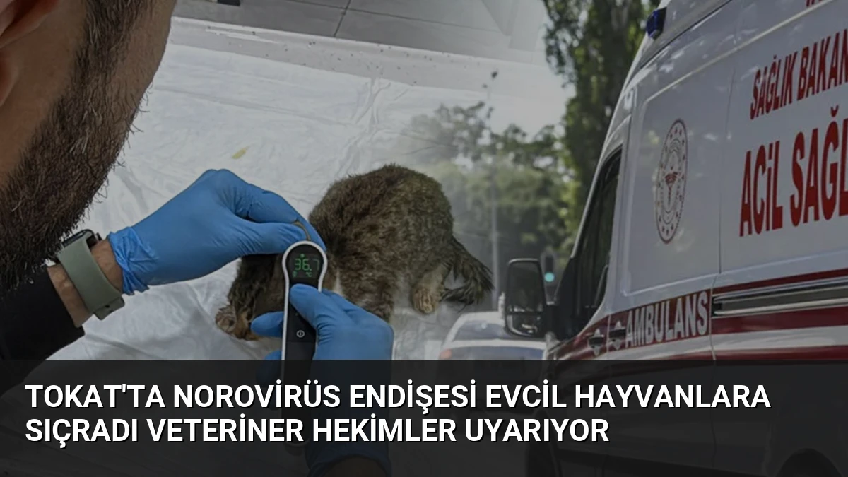 Tokat’ta Norovirüs Endişesi Evcil Hayvanlara Sıçradı Veteriner Hekimler Uyarıyor